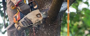 Best Tree Trimming and Pruning  in Appleton, MN