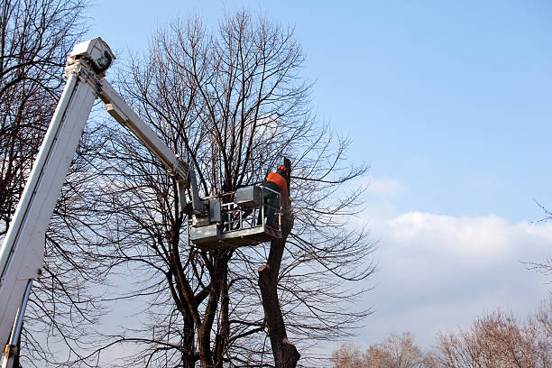 Leaf Removal in Appleton, MN